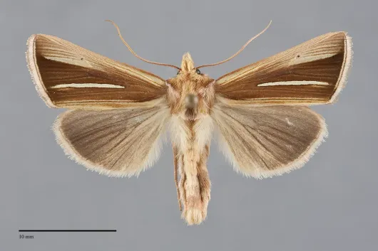 Plusia venusta