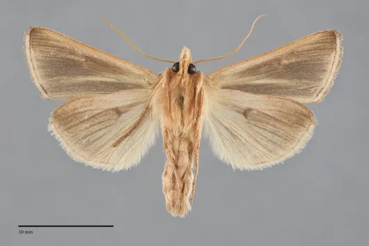 Plusia venusta