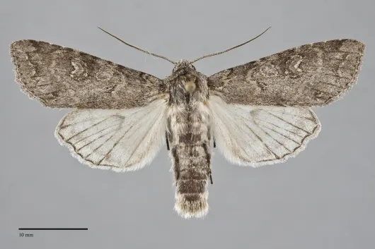 Polia discalis