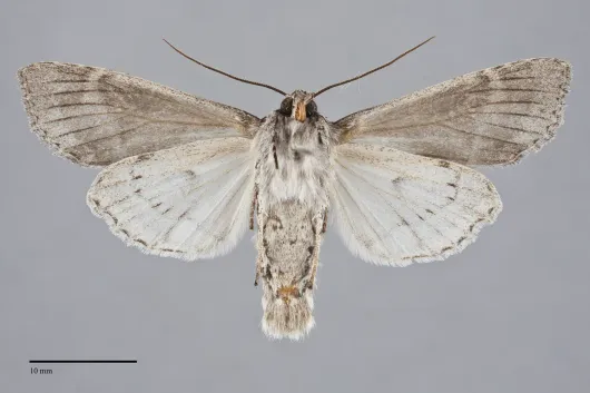 Polia discalis