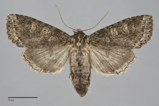 Polia imbrifera