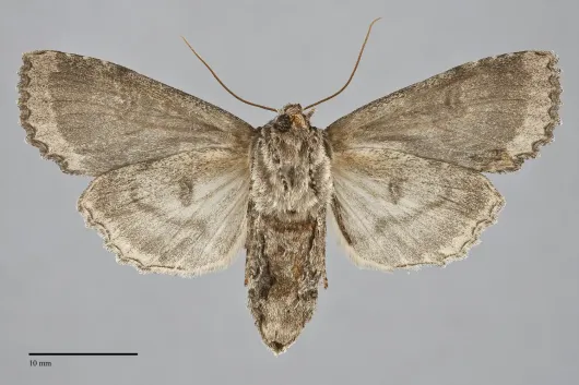 Polia imbrifera