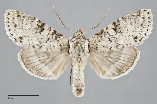 Polia nimbosa
