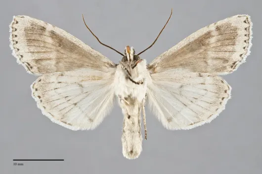Polia nimbosa
