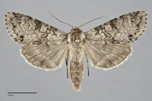 Polia nimbosa