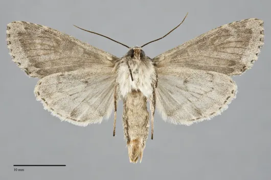 Polia nimbosa