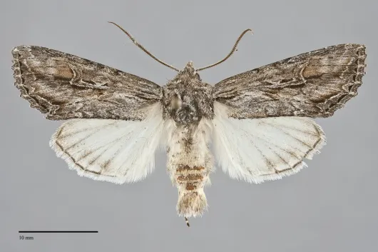Polia nugatis