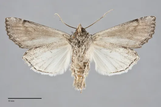Polia nugatis