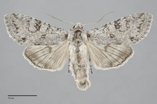 Polia piniae