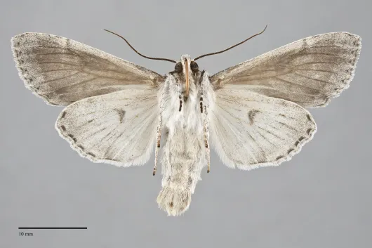 Polia piniae