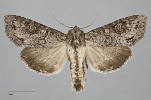 Polia purpurissata