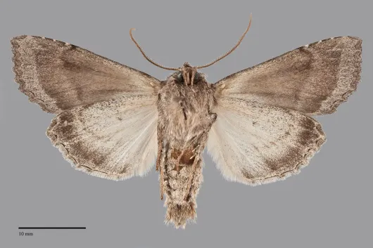 Polia purpurissata