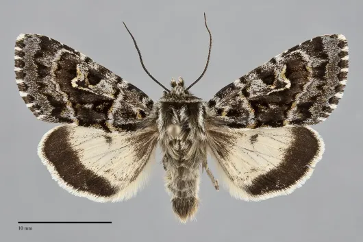 Polia richardsoni