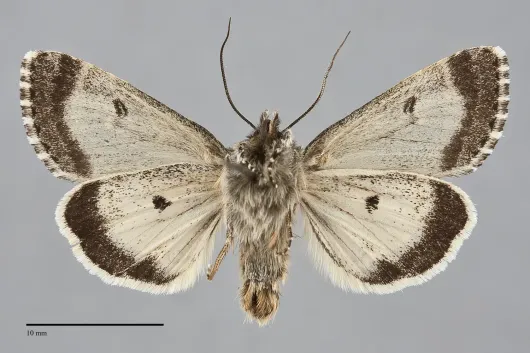 Polia richardsoni