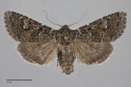 Polia rogenhoferi