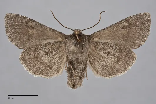 Polia rogenhoferi