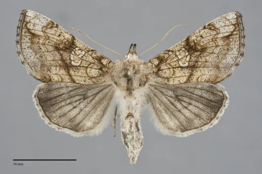 Polychrysia esmeralda