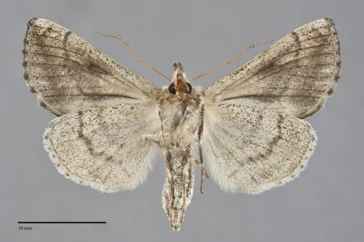Polychrysia esmeralda