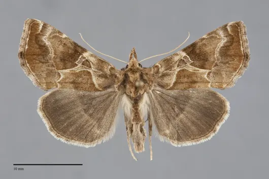 Polychrysia morigera