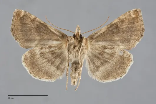 Polychrysia morigera