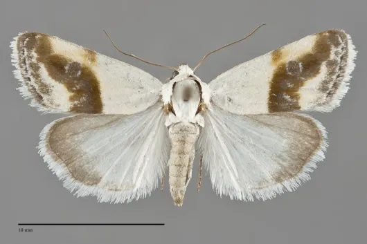 Ponometia binocula