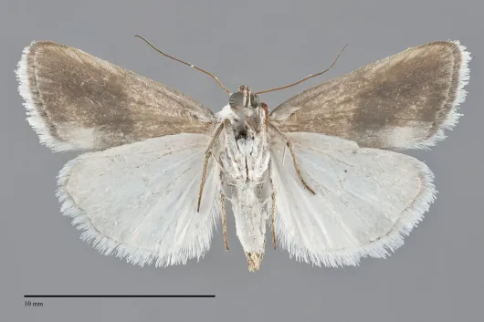 Ponometia binocula