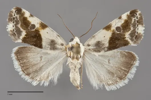 Ponometia candefacta