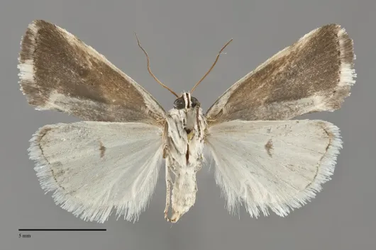 Ponometia candefacta
