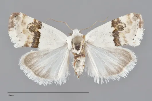 Ponometia elegantula