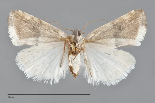 Ponometia elegantula