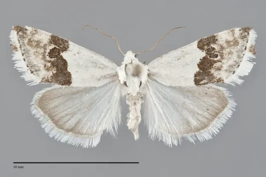 Ponometia elegantula