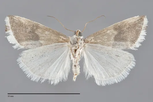 Ponometia elegantula