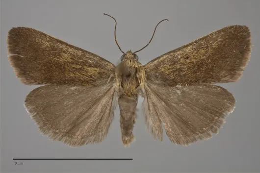 Ponometia fumata