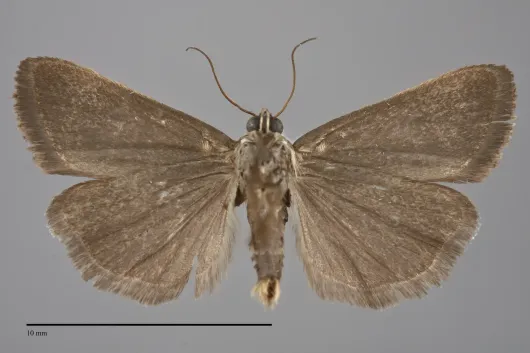 Ponometia fumata