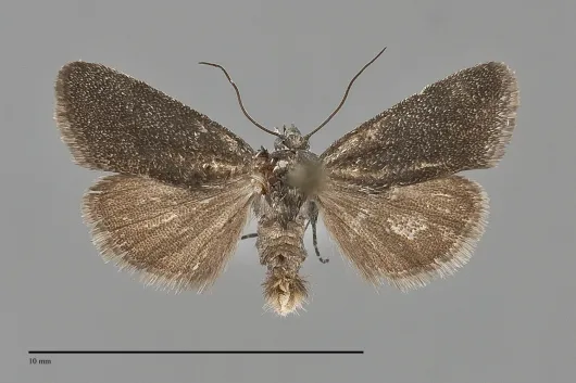 Ponometia nigra