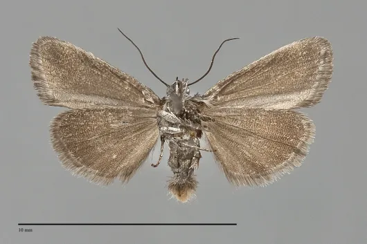 Ponometia nigra