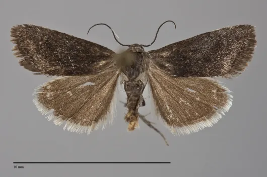 Ponometia nigra