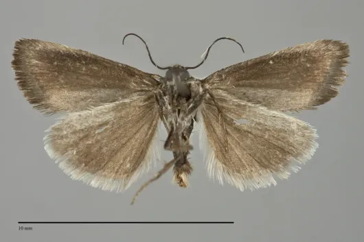 Ponometia nigra