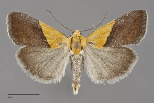 Ponometia semiflava