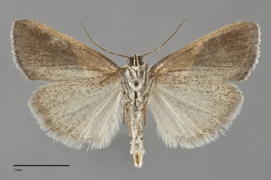 Ponometia semiflava
