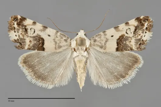 Ponometia sutrix