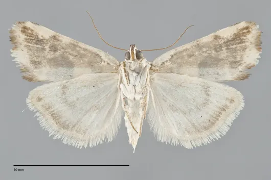 Ponometia sutrix