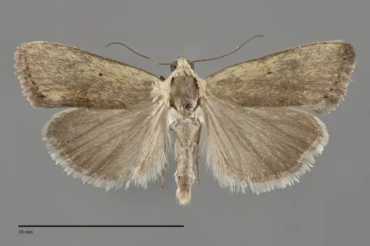 Ponometia tortricina