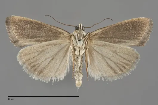 Ponometia tortricina