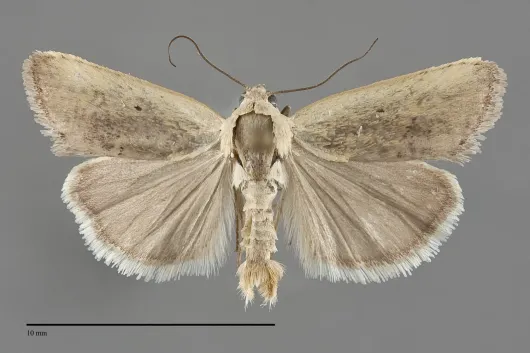 Ponometia tortricina