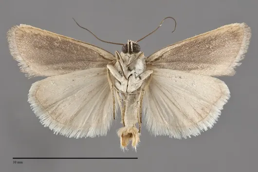 Ponometia tortricina