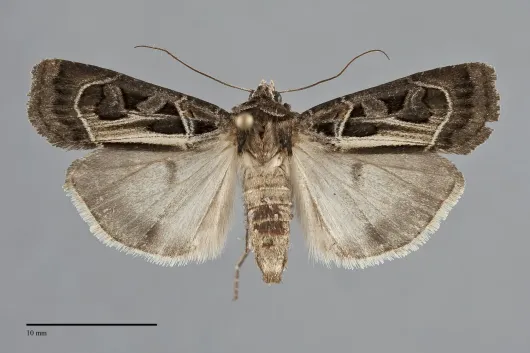 Prognorisma substrigata