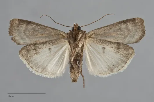 Prognorisma substrigata