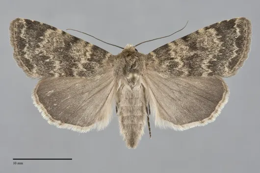 Pronoctua craboi