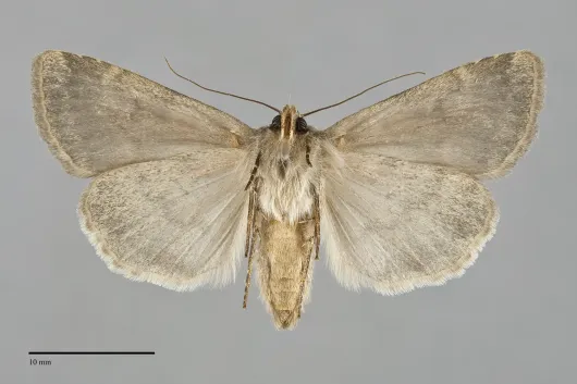 Pronoctua craboi